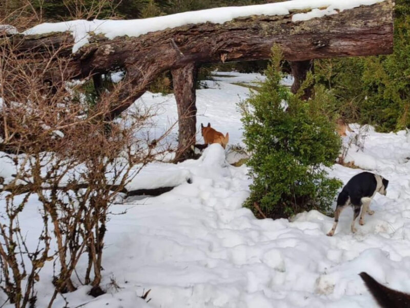 Predio 700 Hectareás en Río Blanco, Comuna de Aysén