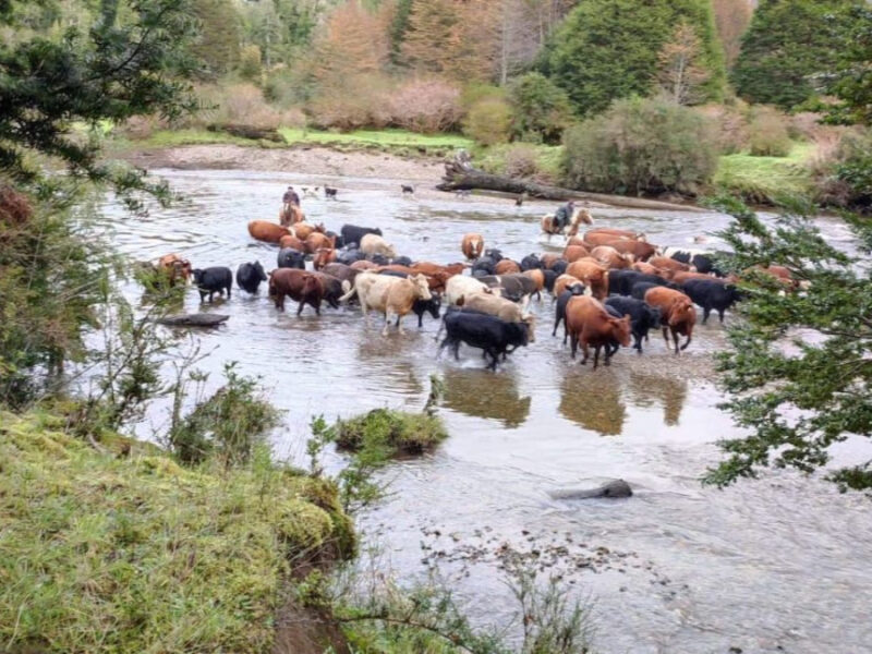 Predio 700 Hectareás en Río Blanco, Comuna de Aysén