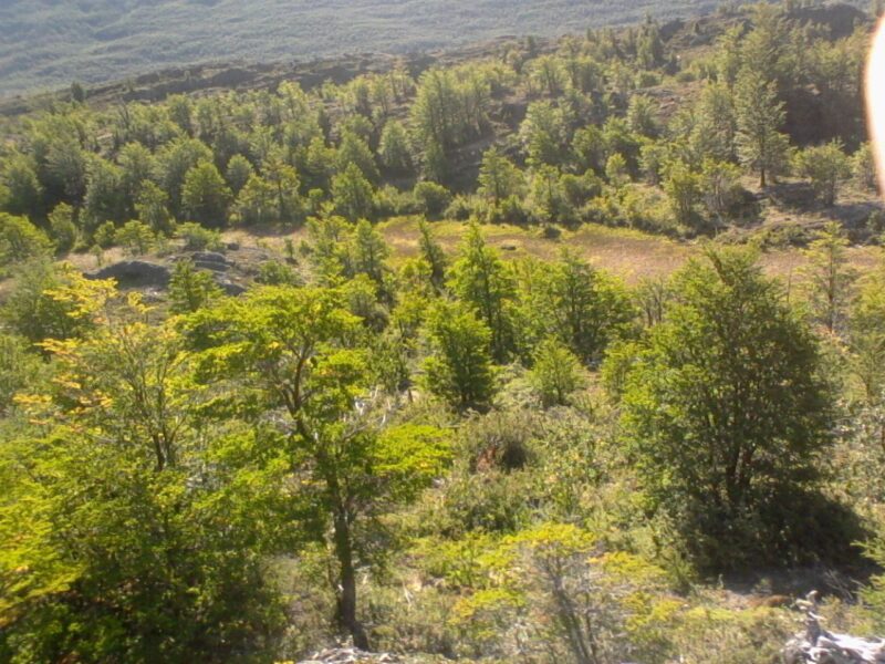 Predio de 3.133 Hectareás, en Lago O´higgins, Comuna de O´higgins, Region Aysén