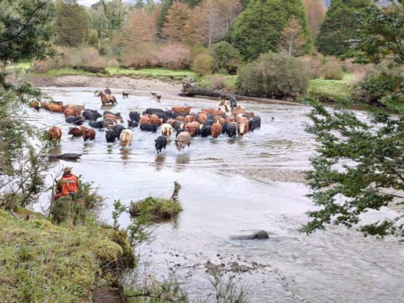 Predio 700 Hectareás en Río Blanco, Comuna de Aysén