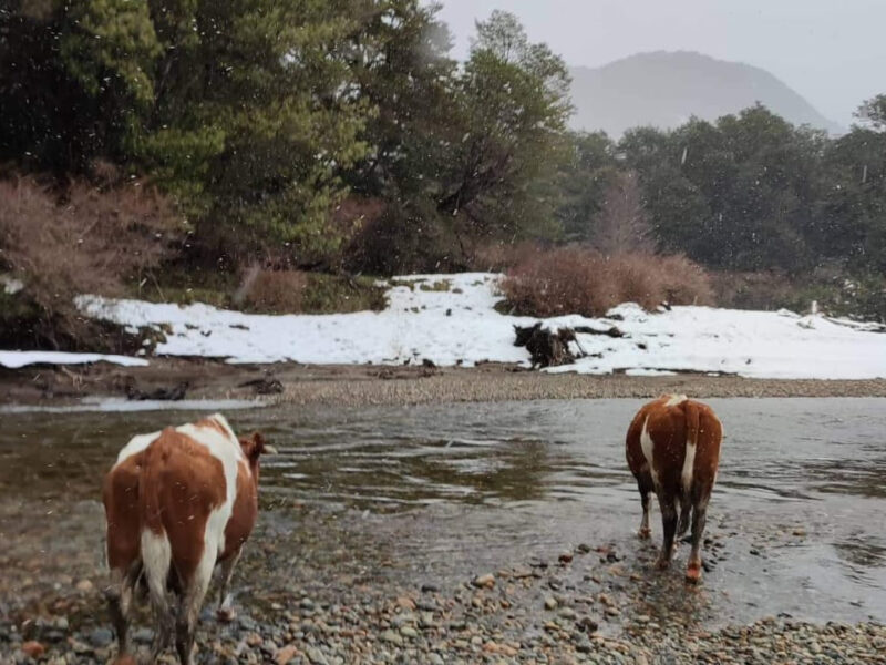 Predio 700 Hectareás en Río Blanco, Comuna de Aysén