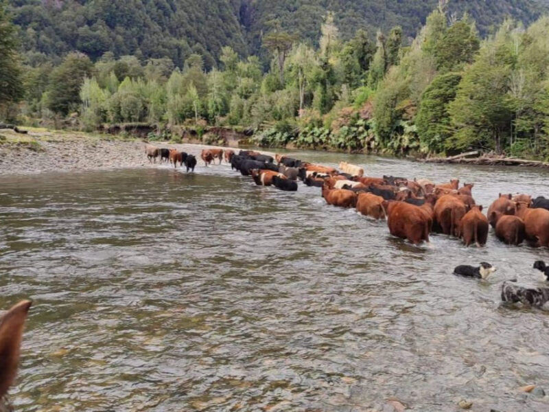 1.437,5 Hectáreas, Sectro La Tapera, Comuna Laguna Verde, Región de Aysén