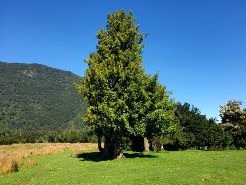 Predio de 391 Hectáreas en Laguna Los Palos, Comuna de Aysén