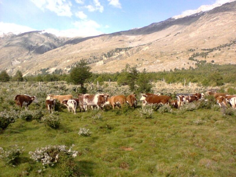 Predio de 3.133 Hectareás, en Lago O´higgins, Comuna de O´higgins, Region Aysén